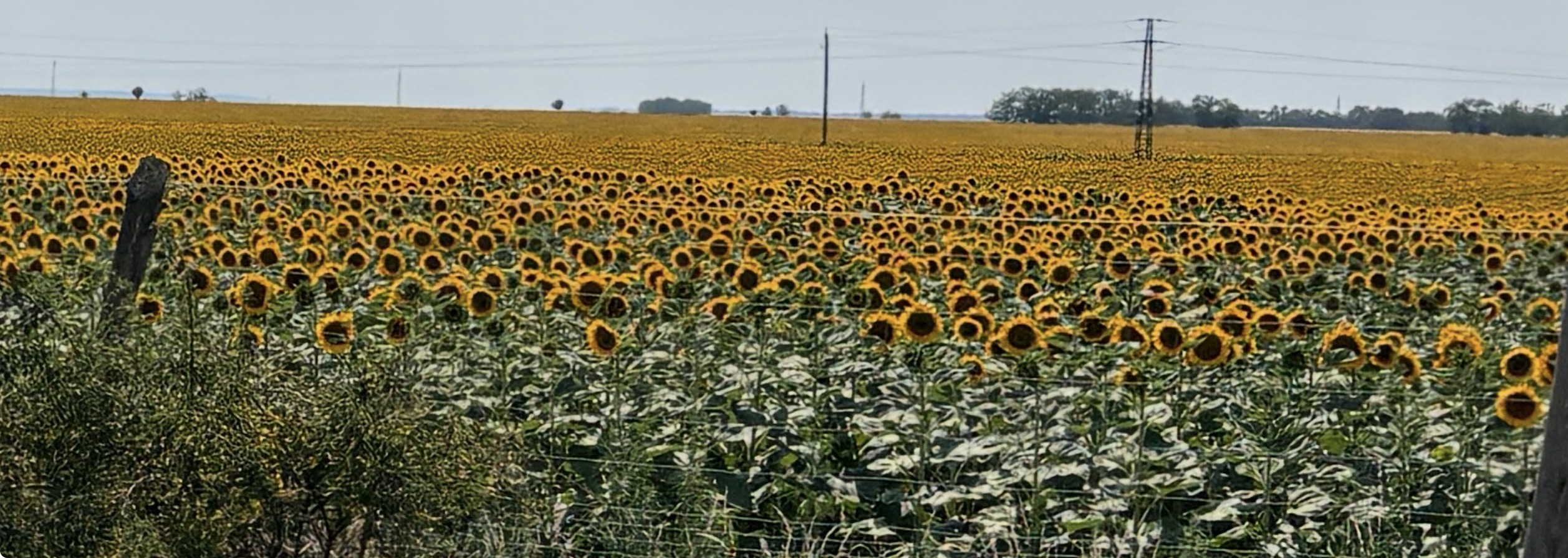 Zonnebloemen